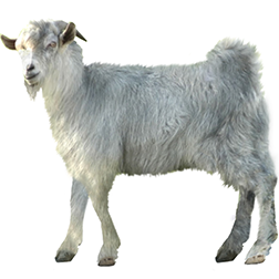 Jining Grey Goat
